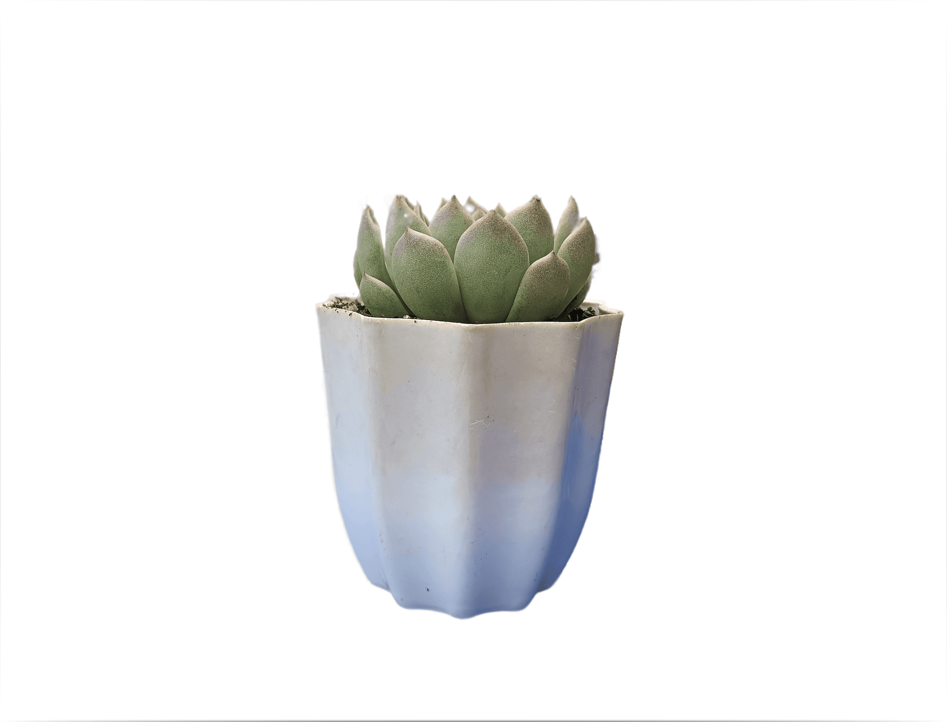 Hybrid Echeveria Succulent: A Botanical Marvel - My Store