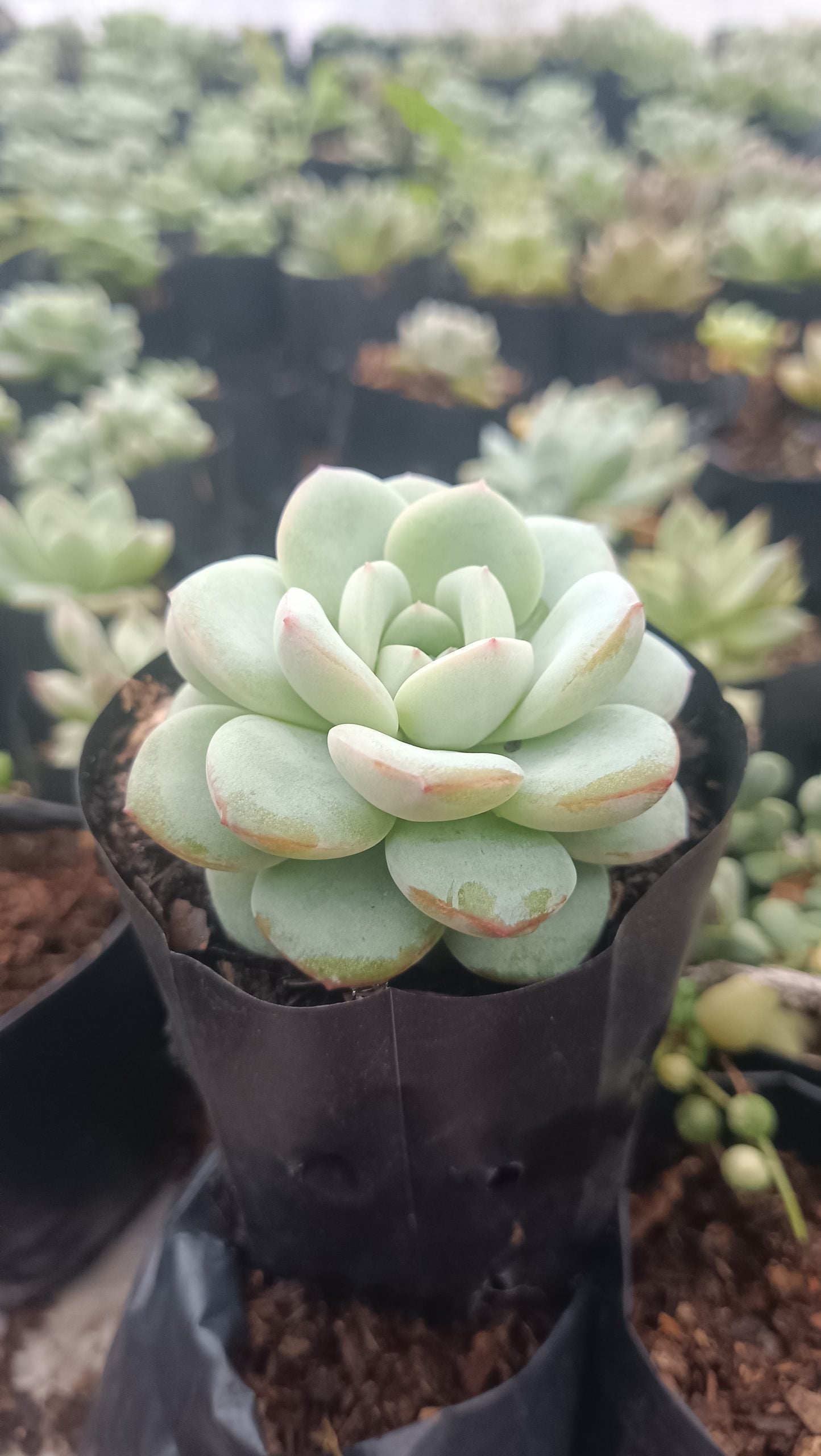 Hybrid Icy Green Echeveria: Captivating Succulent Plant for Homes and Gardens - My Store