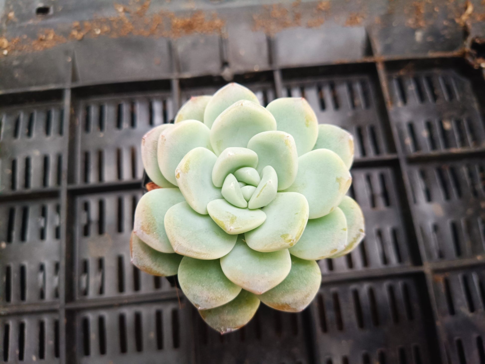 Icy Green Succulent: Serene Beauty for Office, Home, and Garden - My Store
