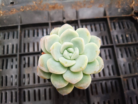 Icy Green Succulent: Serene Beauty for Office, Home, and Garden - My Store