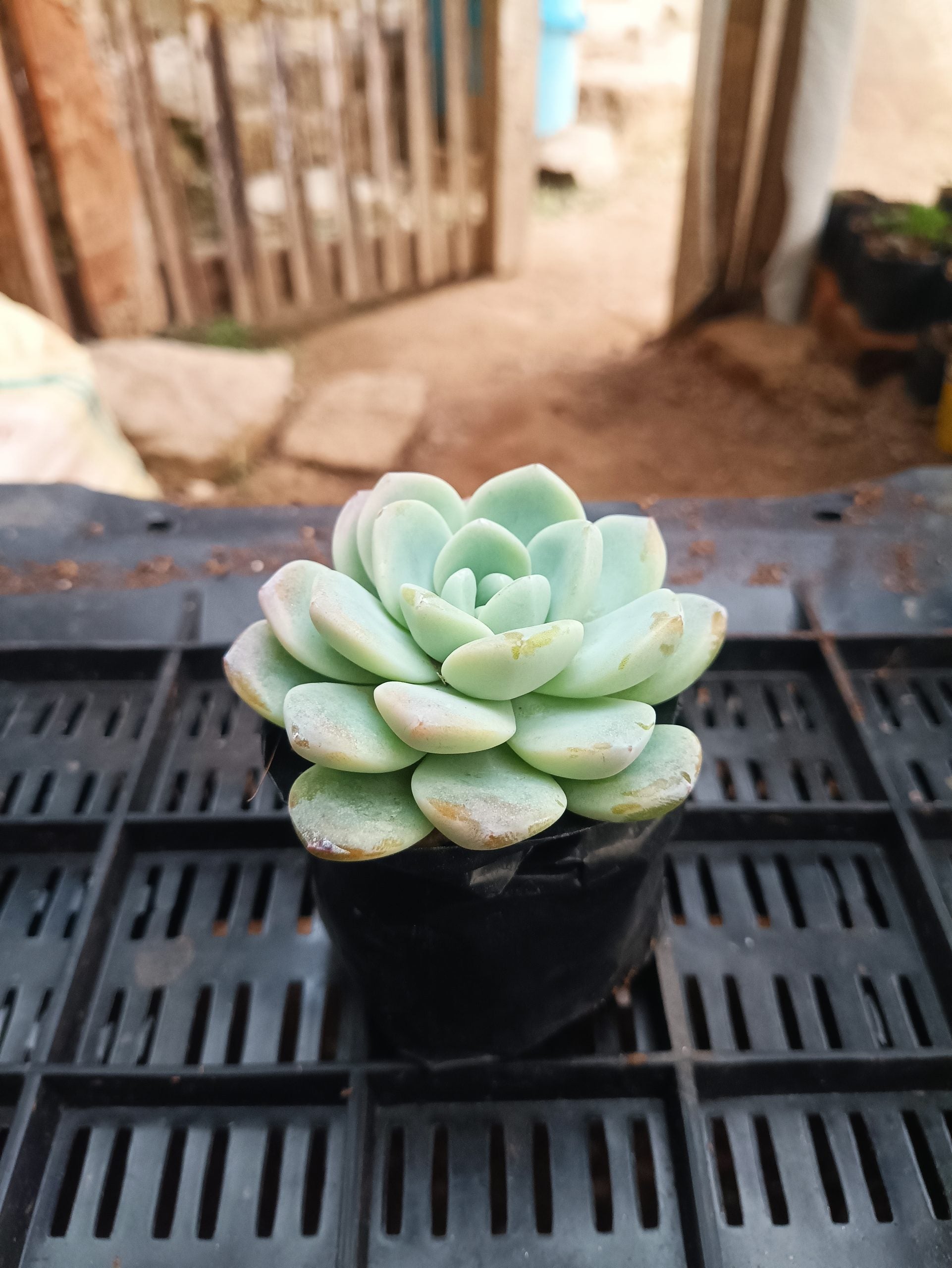 Icy Green Succulent: Serene Beauty for Office, Home, and Garden - My Store