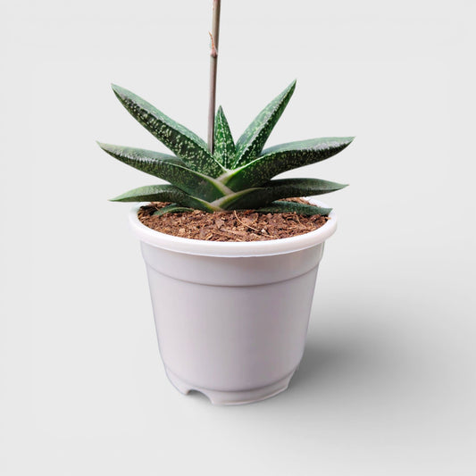 Gasteria Pillansii Hybrid – Rare Indoor Succulent