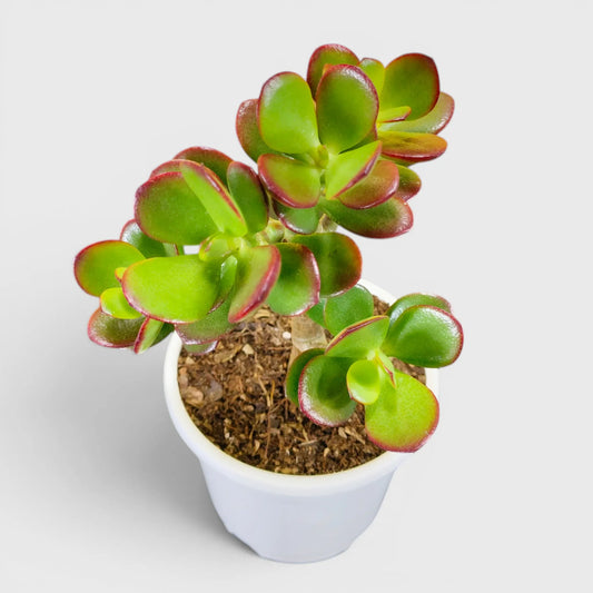 Green Golden Crassula Ovata – Medium Size 3 to 4 Branched Money Jade Plant | Bare Rooted