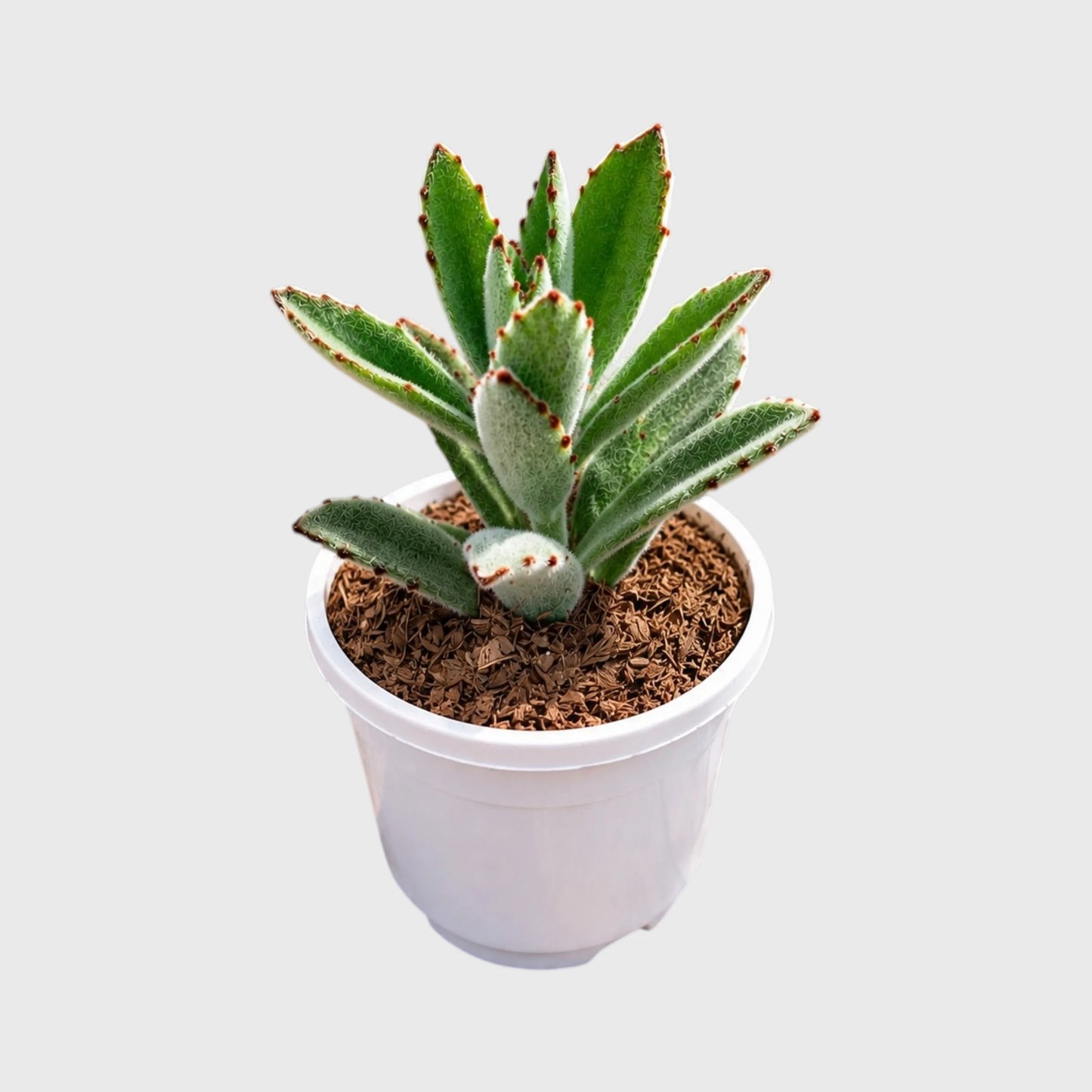 Kalanchoe Tomentosa for indoor spaces