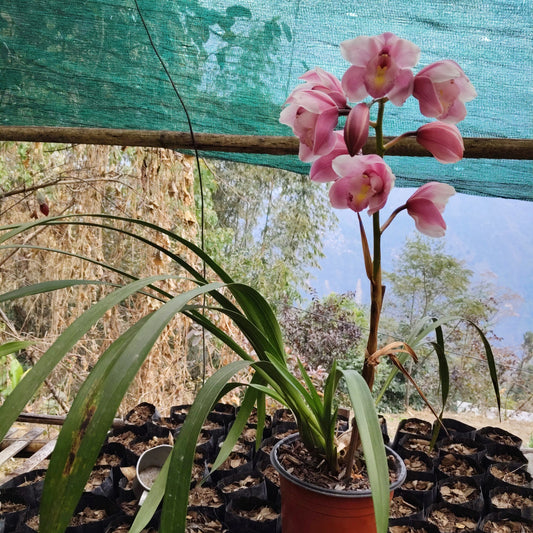 Indoor pink Cymbidium orchid plant