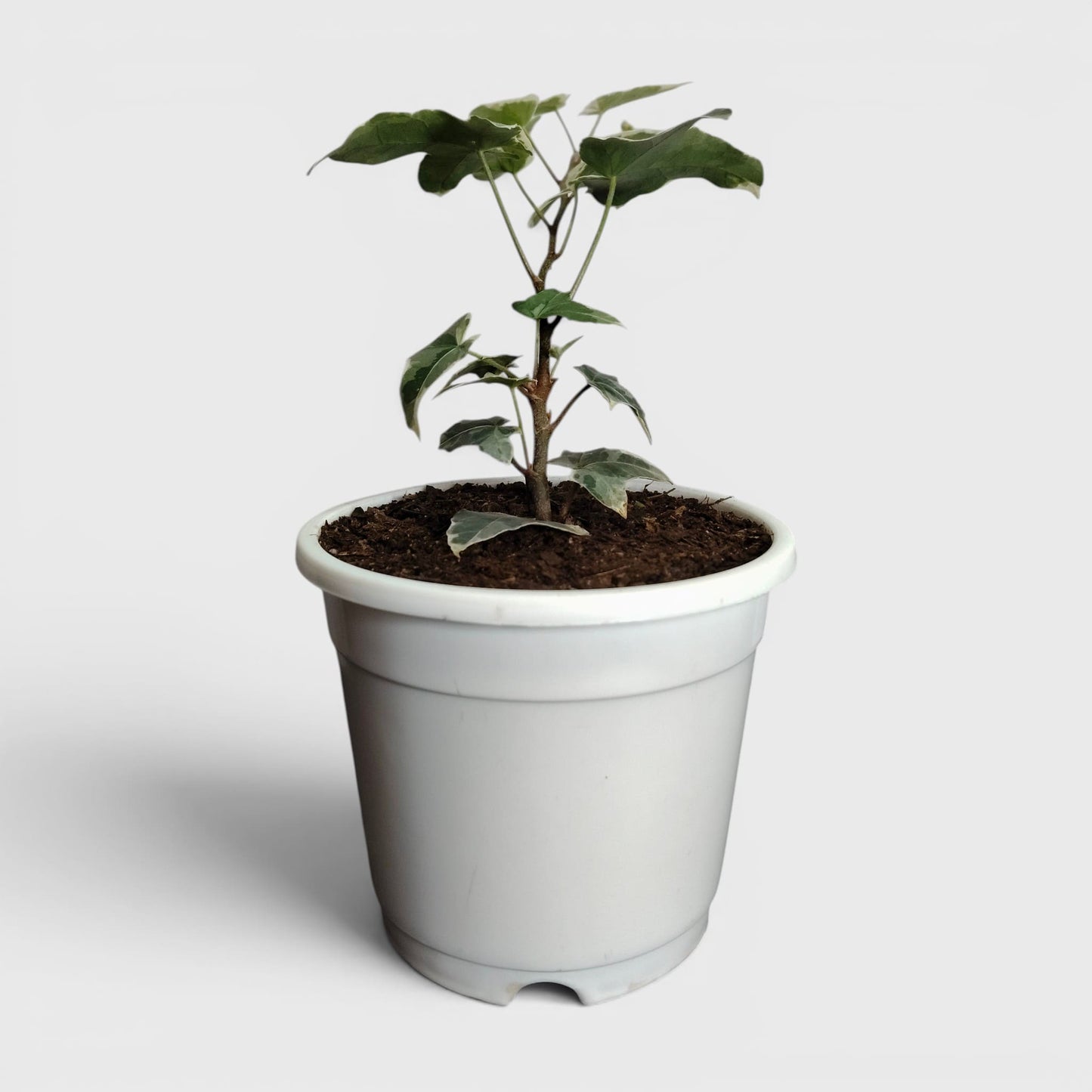 Glacier Hedera Helix New Hybrid – Variegated Trailing Hanging Ivy Plant | Bare Rooted