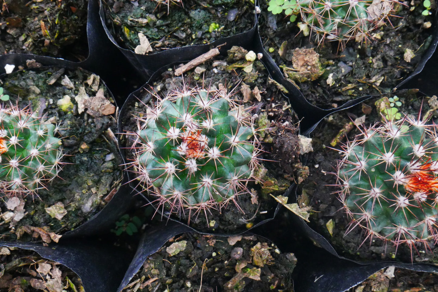 Introducing: Mammillaria Red Headed Cactus - A Stunning Addition to Your Collection - My Store
