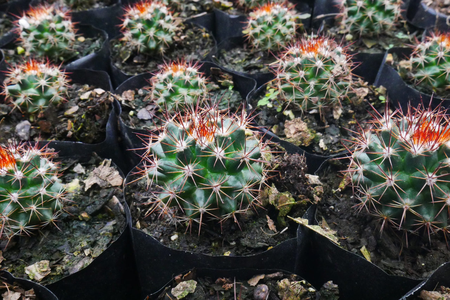 Introducing: Mammillaria Red Headed Cactus - A Stunning Addition to Your Collection - My Store