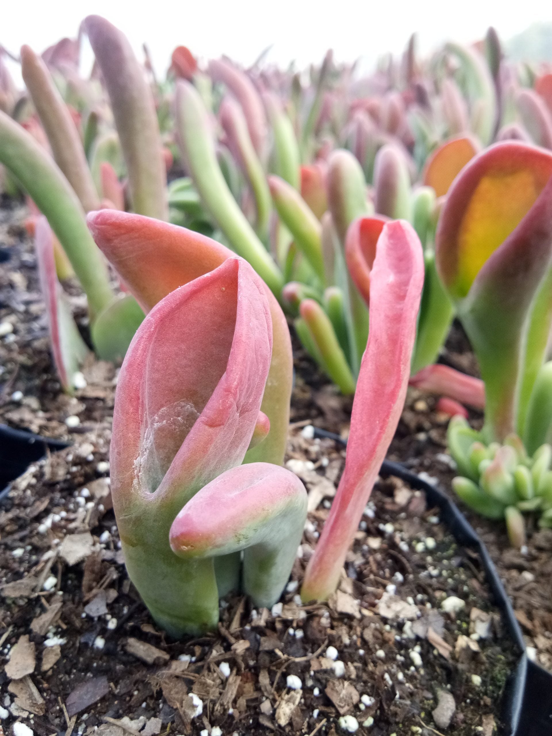 Kalanchoe Oricula: Get Yours at Frek! - My Store