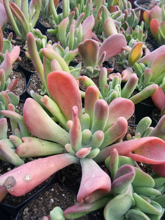 Kalanchoe Oricula: Get Yours at Frek! - My Store