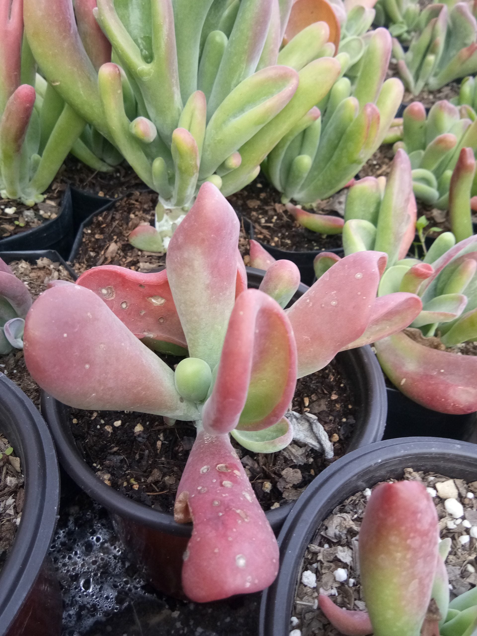 Kalanchoe Oricula: Get Yours at Frek! - My Store