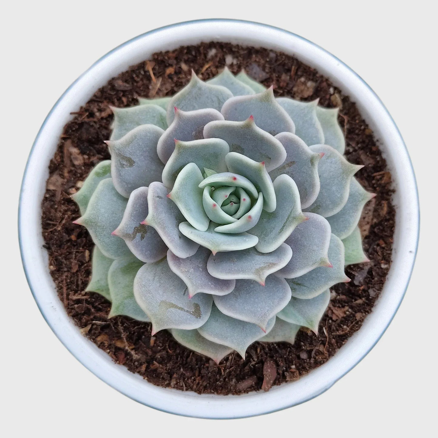 Echeveria Combo Pack of 4 | Colourful Rosette Succulent Collection | Free Shipping