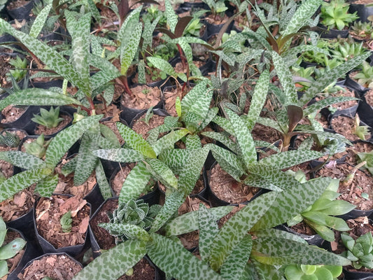 Leopard Bare-Rooted Plant (Leudeboria Socialis) – Bold Foliage for Home, Office, and Garden