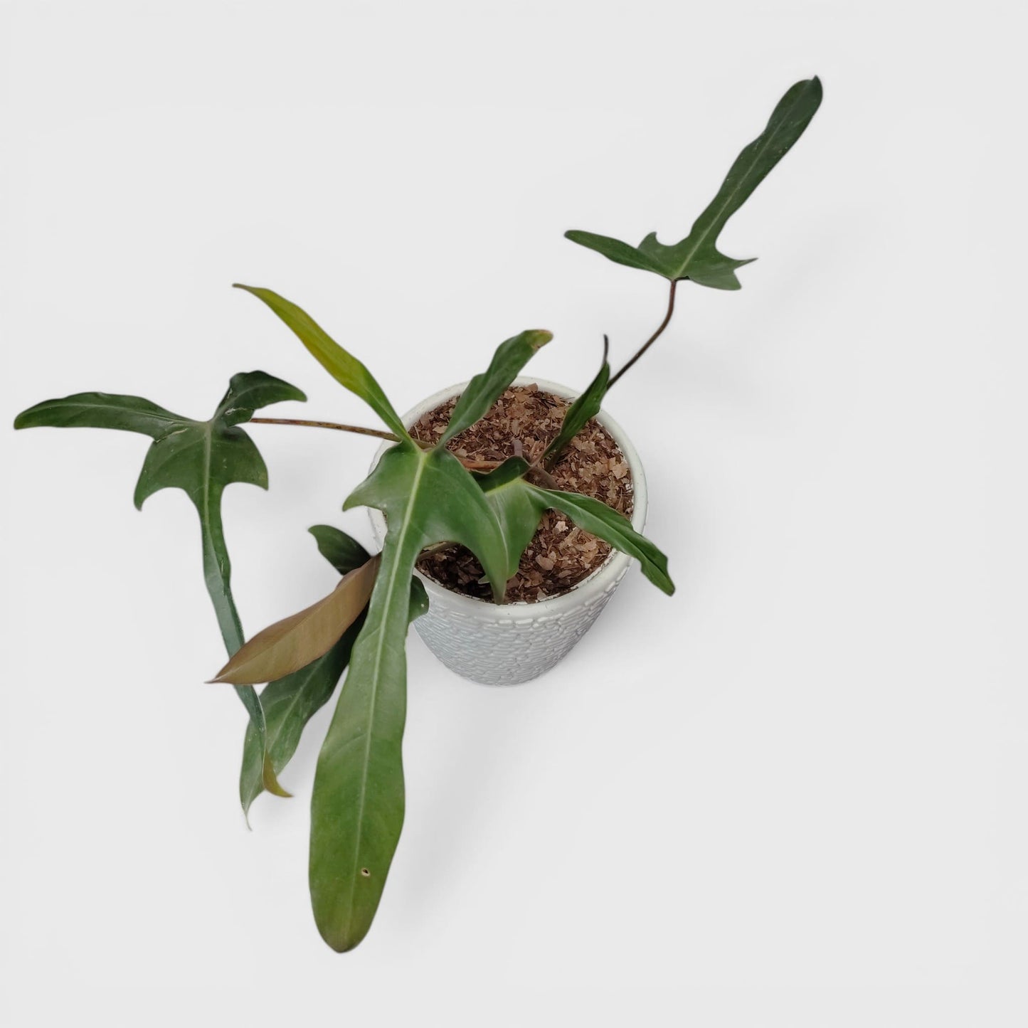 Philodendron Longilobatum – Rare Indoor Foliage Plant | Bare Rooted