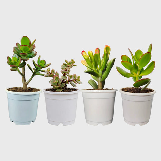 Lucky Jade Plant Combo Set of 4 Mature Plants | Vastu Lucky Plants Collection