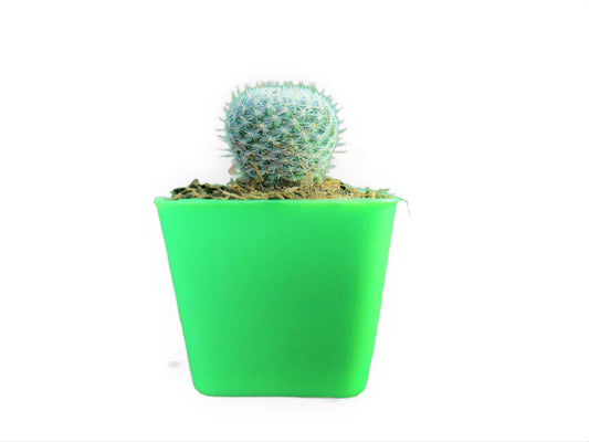 Mammillaria Albilanata Cactus: Equisite Beaty- Available at Frek – Bare-Rooted