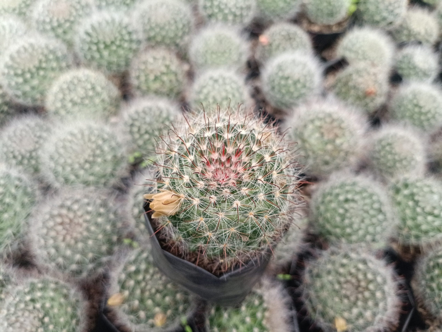 Mammillaria Bocasana - Powder Puff Cactus - Easy-Care and Charming – Bare-Rooted