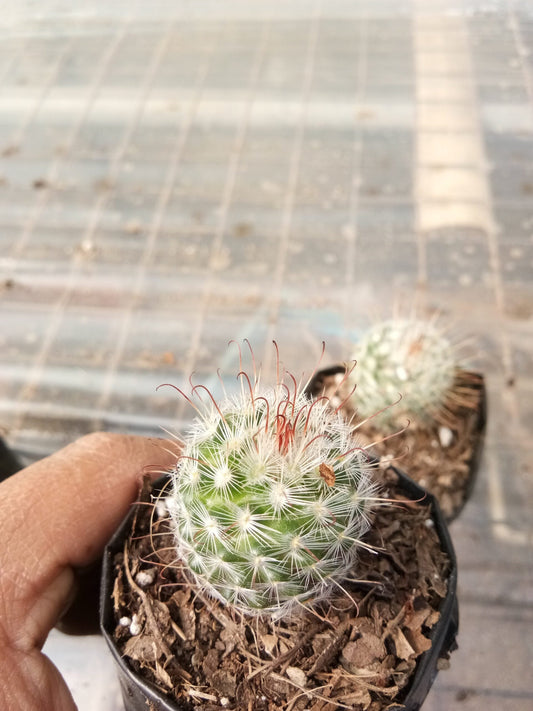 Mammillaria Bombycina for Sale - Explore at Frek - My Store