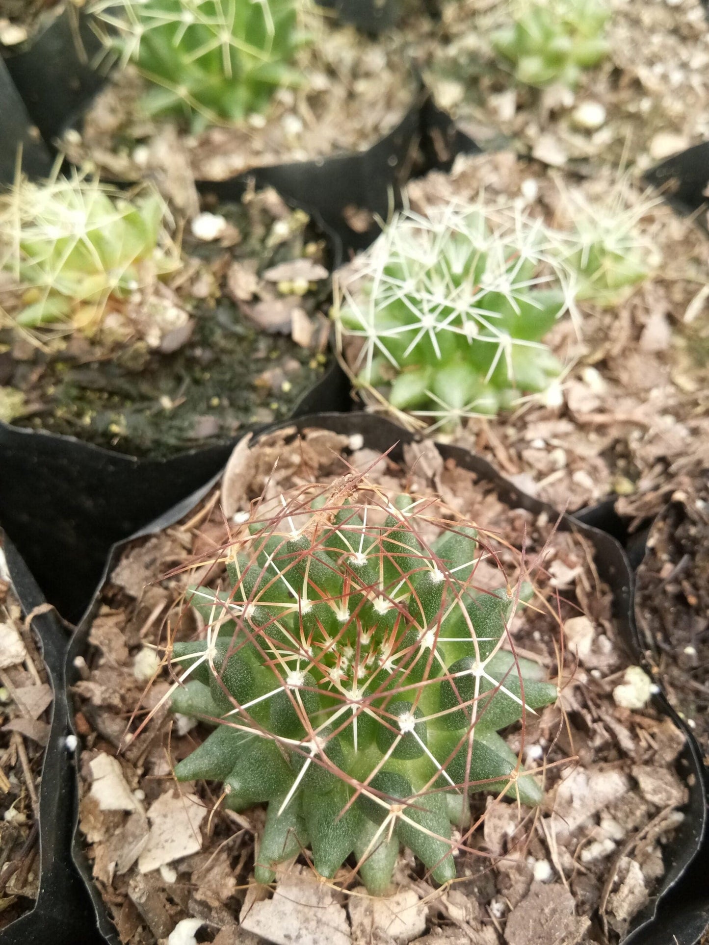 Mammillaria Decipiens( Bird's Nest Cactus)- Available at Frek – Bare-Rooted