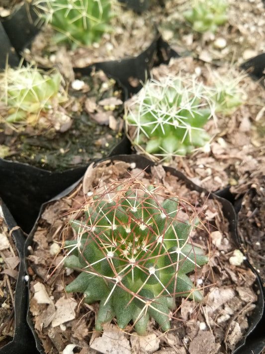 Mammillaria Decipiens( Bird's Nest Cactus)- Available at Frek – Bare-Rooted
