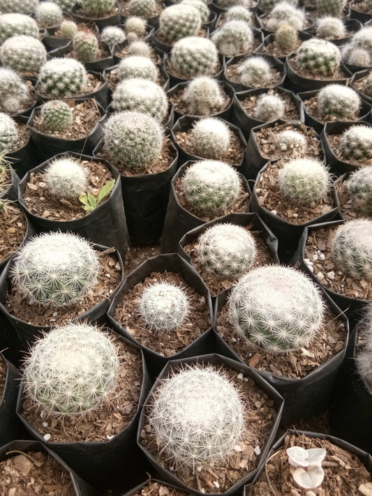 Mammillaria Candida Cactus: Charming Addition for Any Space - My Store