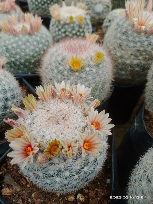 Mammillaria Candida Cactus: Charming Addition for Any Space - My Store