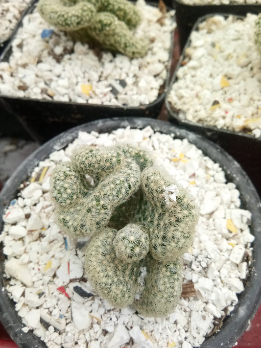 Mammillaria Elongata "Brain Cactus" - Unique and Low - Maintenance Plant for Homes, Offices, and Gardens - My Store