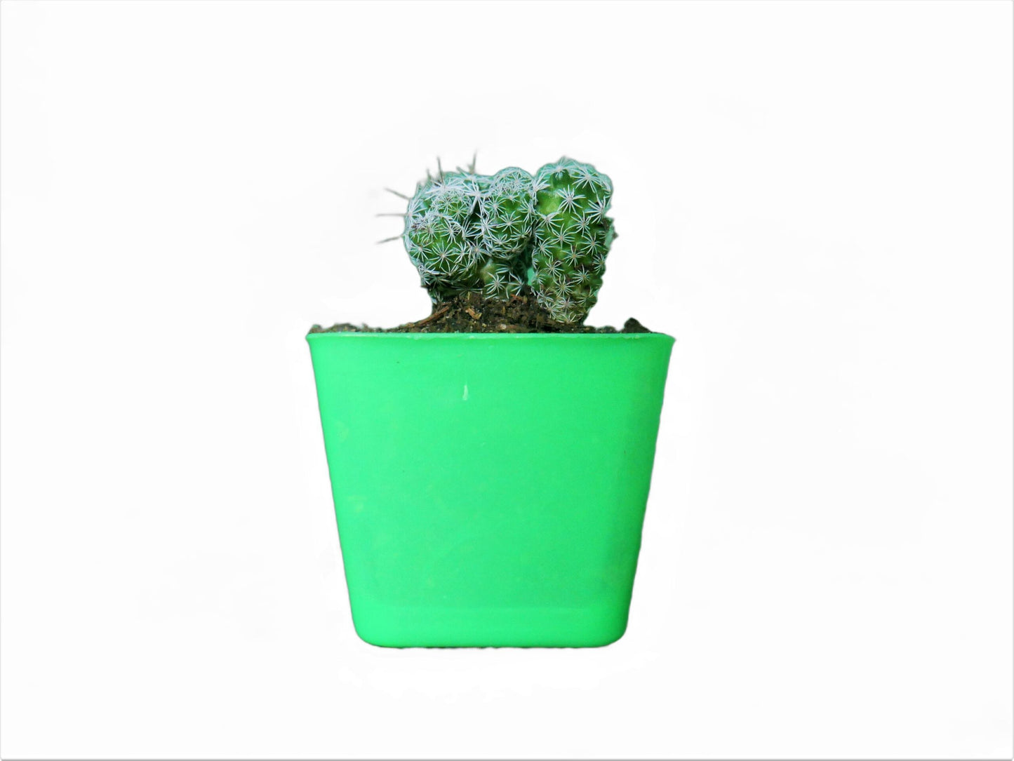 Mammillaria Gracilis Fragilis (Thimble) Cactus : Available at Frek - My Store