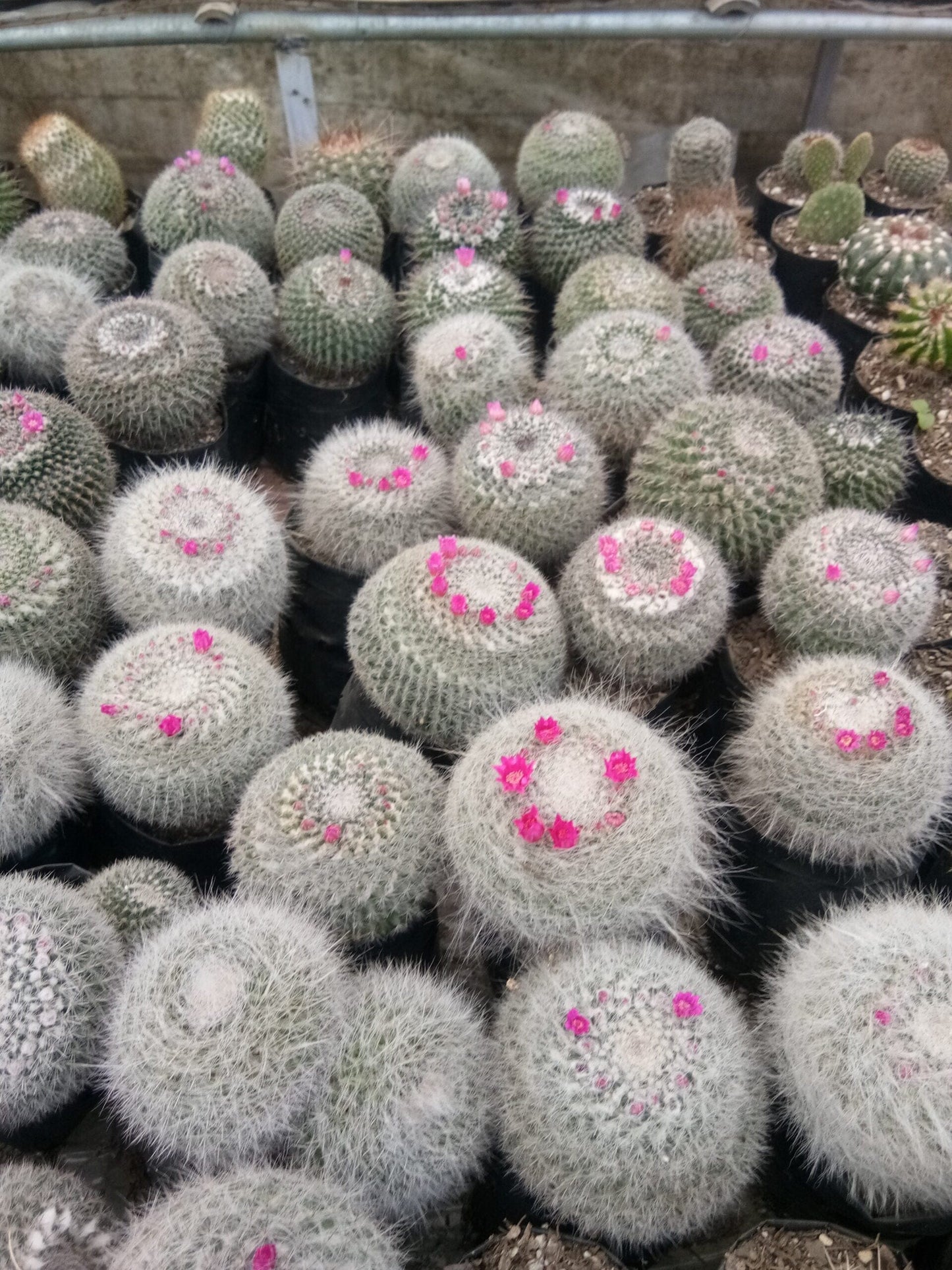 Mammillaria Hahniana (old lady cactus)- Buy now at Frek – Bare-Rooted