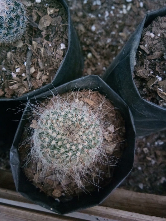 Mammillaria Hahniana (old lady cactus)- Buy now at Frek – Bare-Rooted