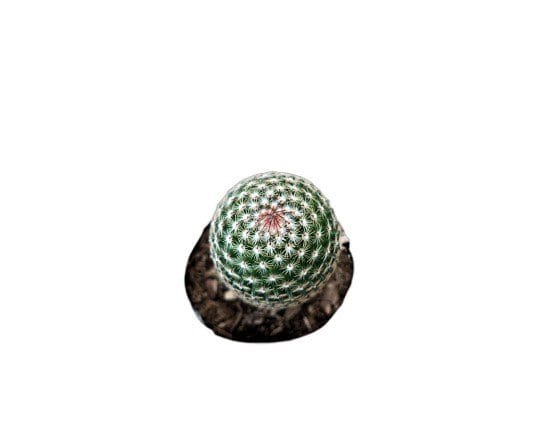 Mammillaria Matudae Cactus – Compact Beauty for Home, Office, and Garden – Bare-Rooted