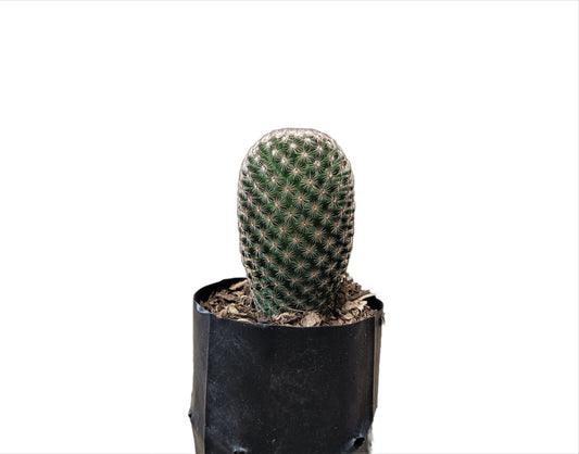Mammillaria Matudae Cactus – Compact Beauty for Home, Office, and Garden - My Store