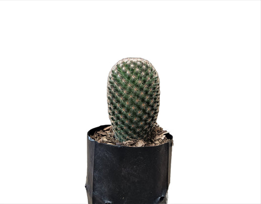 Mammillaria Matudae Cactus – Compact Beauty for Home, Office, and Garden – Bare-Rooted
