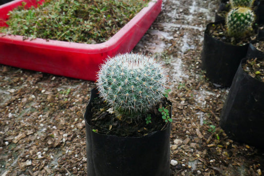 Mammillaria Microthele Cactus for Sale - Exclusively on Frek! – Bare-Rooted