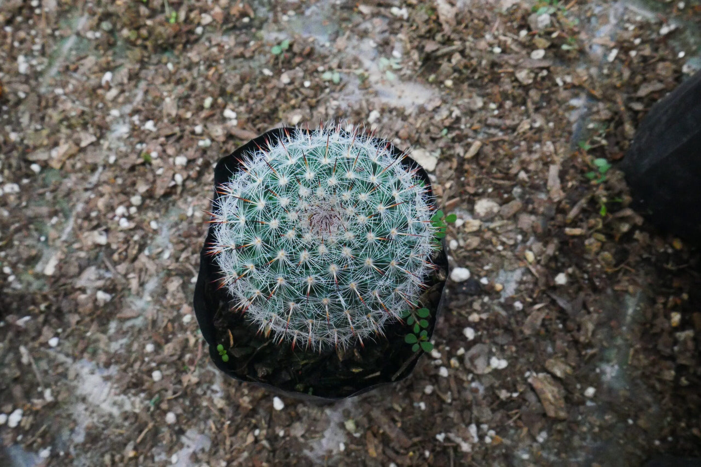 Mammillaria Microthele Cactus for Sale - Exclusively on Frek! – Bare-Rooted