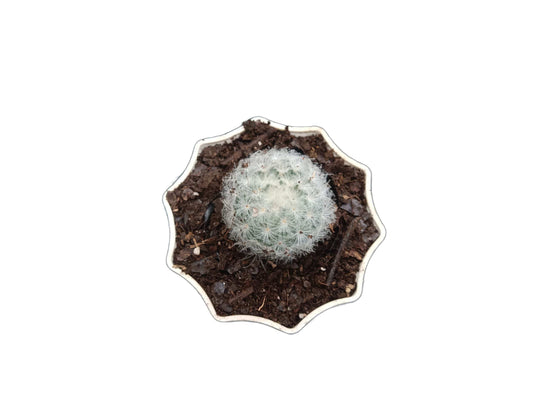 Mammillaria Plumosa Cactus: A Feathery Delight for Any Space – Bare-Rooted