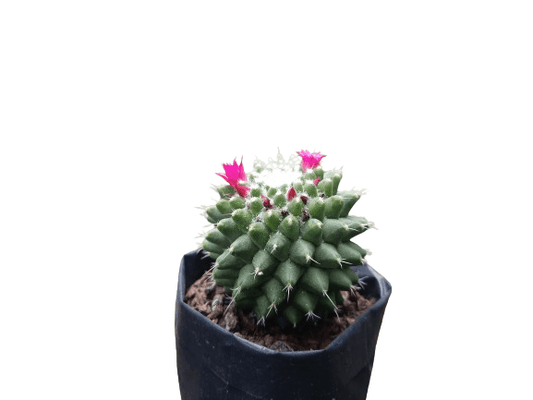 Mammillaria Polythele: Unveiling Nature's Elegance in the Feather Cactus - My Store
