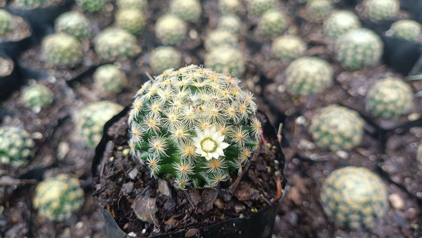 Mammillaria Roemeri Cactus - Unique and Eye - Catching Beauty - My Store