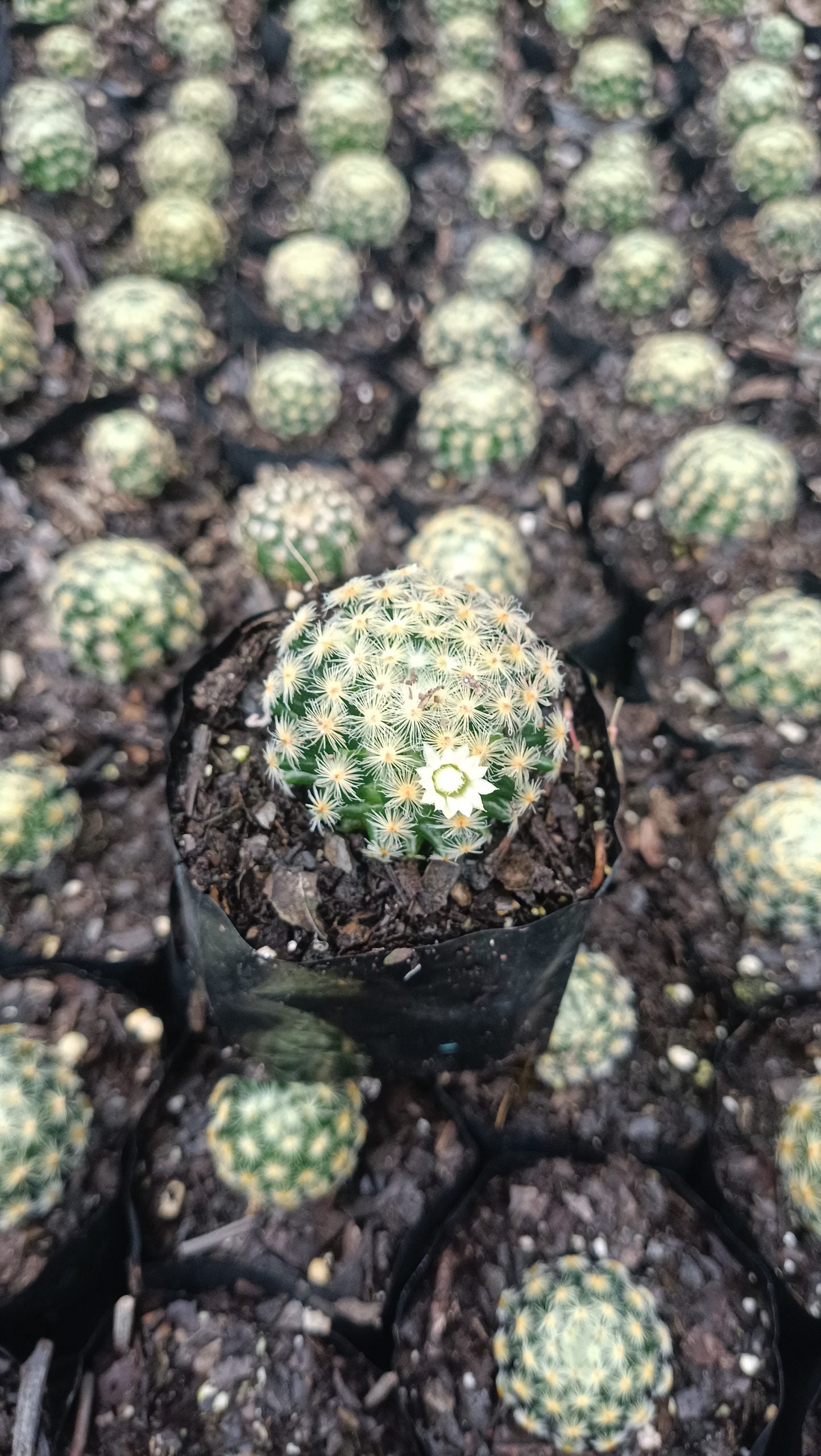 Mammillaria Roemeri Cactus - Unique and Eye - Catching Beauty - My Store