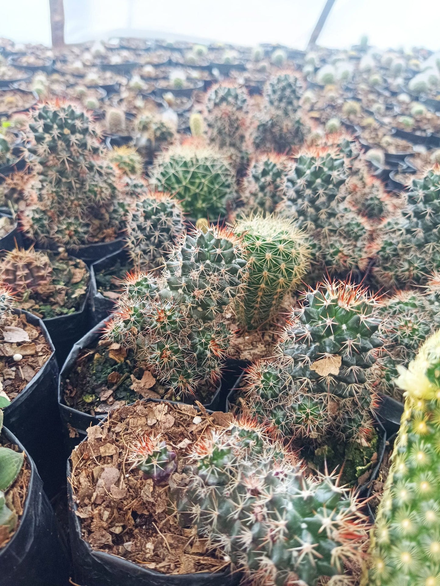 Mammillaria Voburnensis Cactus: Versatile and Beautiful – Bare-Rooted