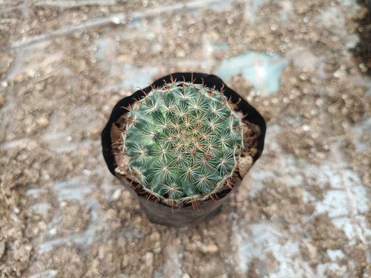 Mammillaria Zeilmanniana (Rose Pincushion Cactus) - Striking and Easy-to-Care-for Cactus – Bare-Rooted