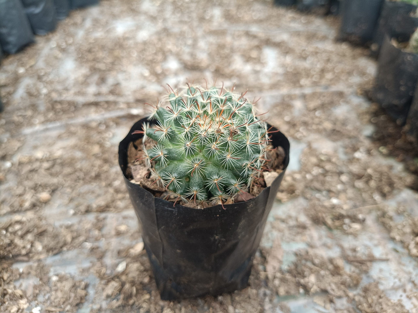 Mammillaria Zeilmanniana (Rose Pincushion Cactus) - Striking and Easy-to-Care-for Cactus – Bare-Rooted