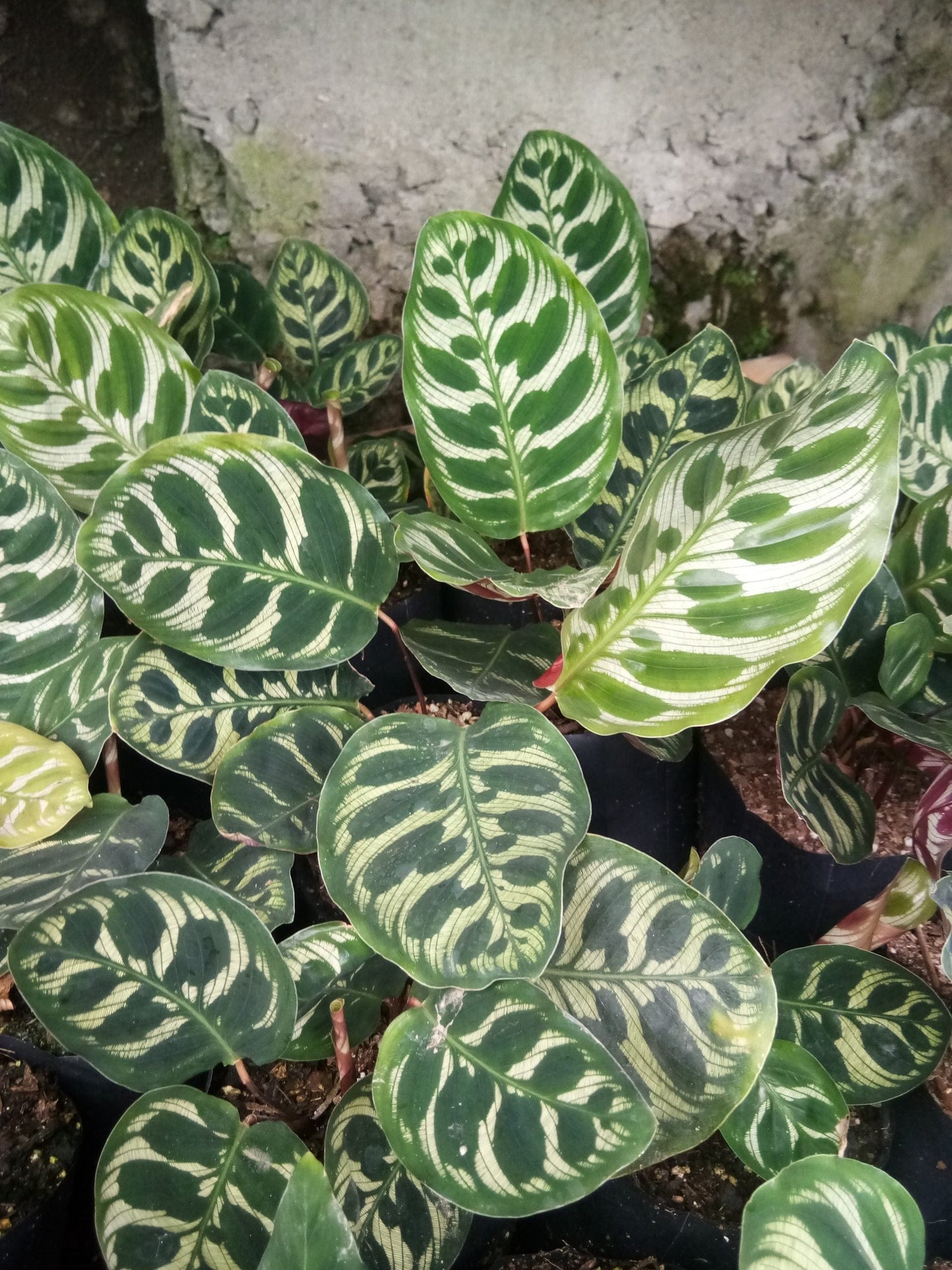 Peacock Bare-Rooted Plant – Calathea Makoyana (Cathedral Windows Plant) - Live Plant