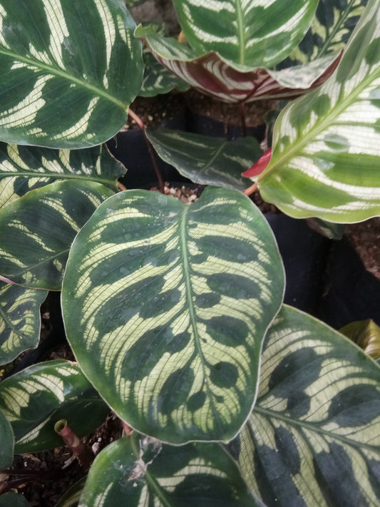 Peacock Bare-Rooted Plant – Calathea Makoyana (Cathedral Windows Plant) - Live Plant