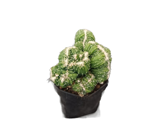 Ming Thing Crest Cactus - Cereus forbesii crest 'Ming Thing - My Store