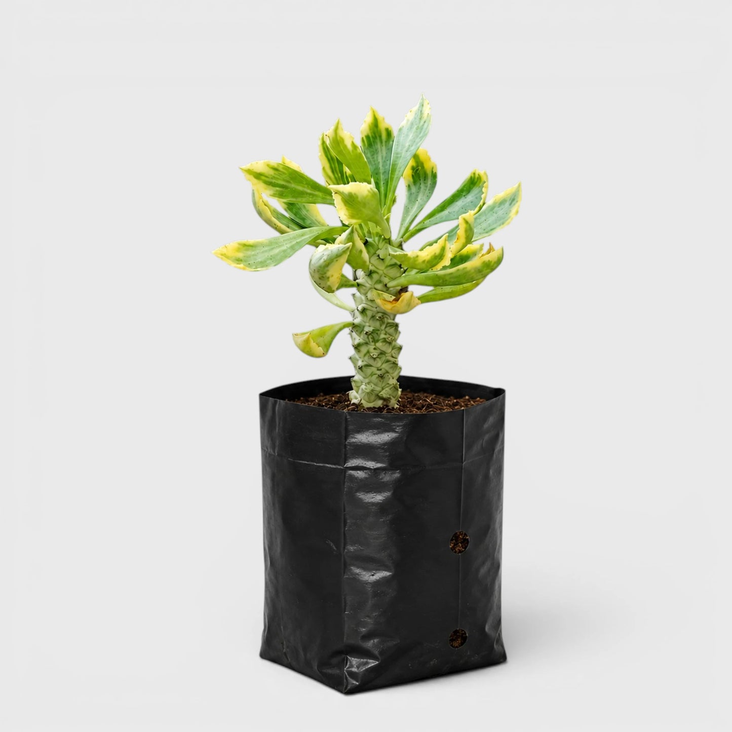 Rare Euphorbia Monadenium Stapelioides Variegata | Well Rooted Mature Variegated Succulent