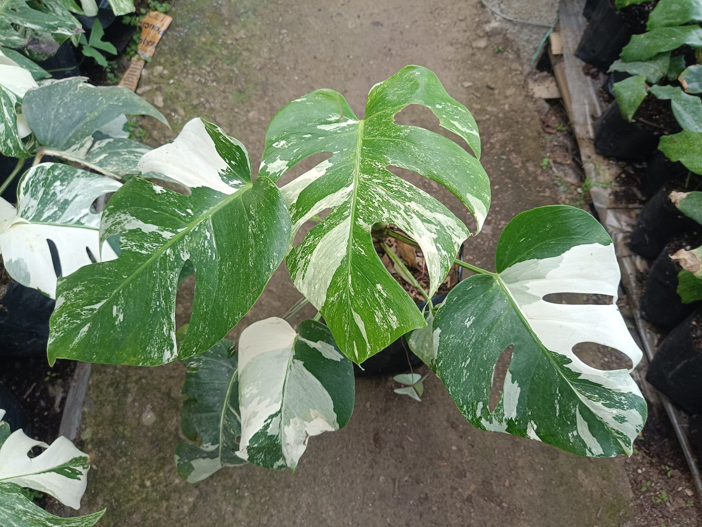 Monstera Albo Variegated at the Lowest Price Available! – Bare-Rooted