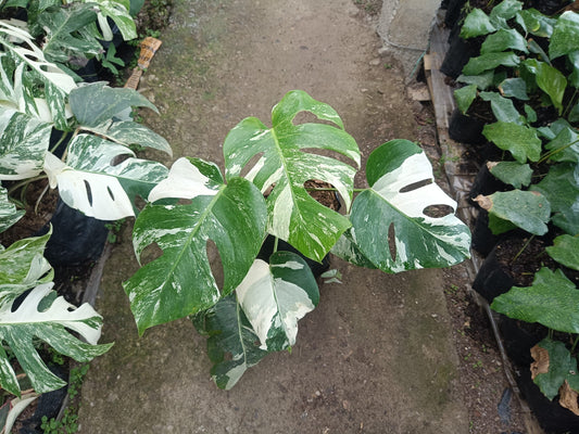 Monstera Albo Variegated at the Lowest Price Available! – Bare-Rooted