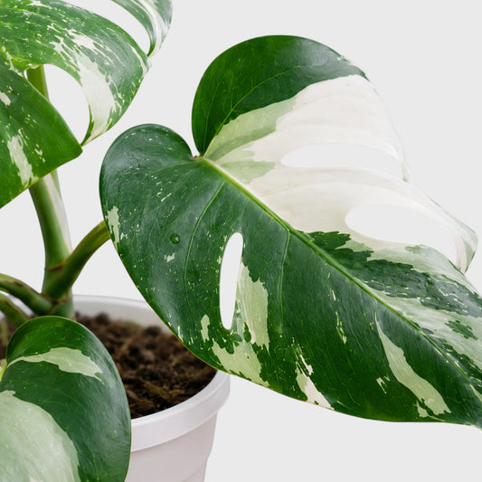 Monstera Albo Variegated | Rare Variegated Monstera Mature Live Plant
