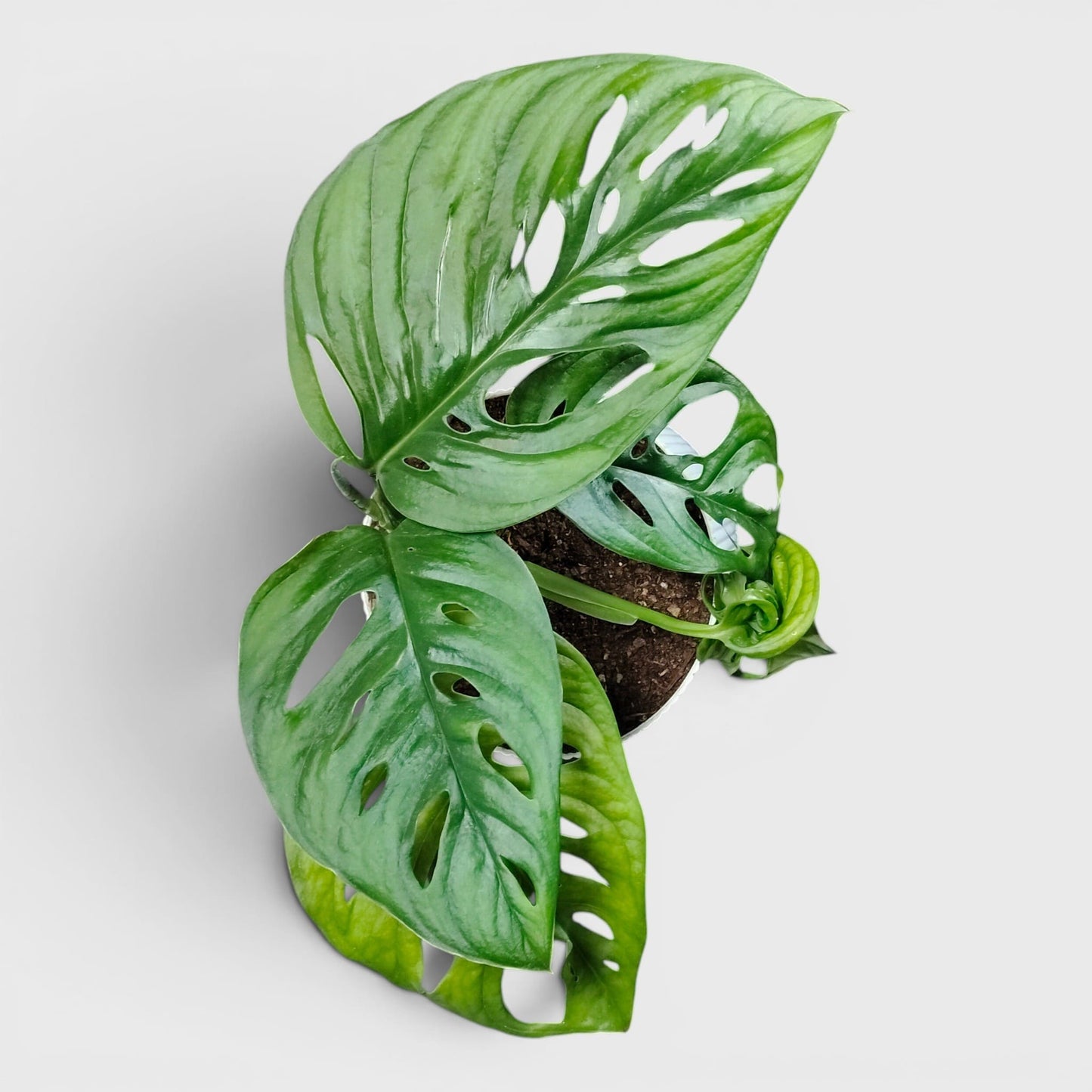 Monstera Deliciosa āBroken Heartā ā Rare Statement Foliage Plant